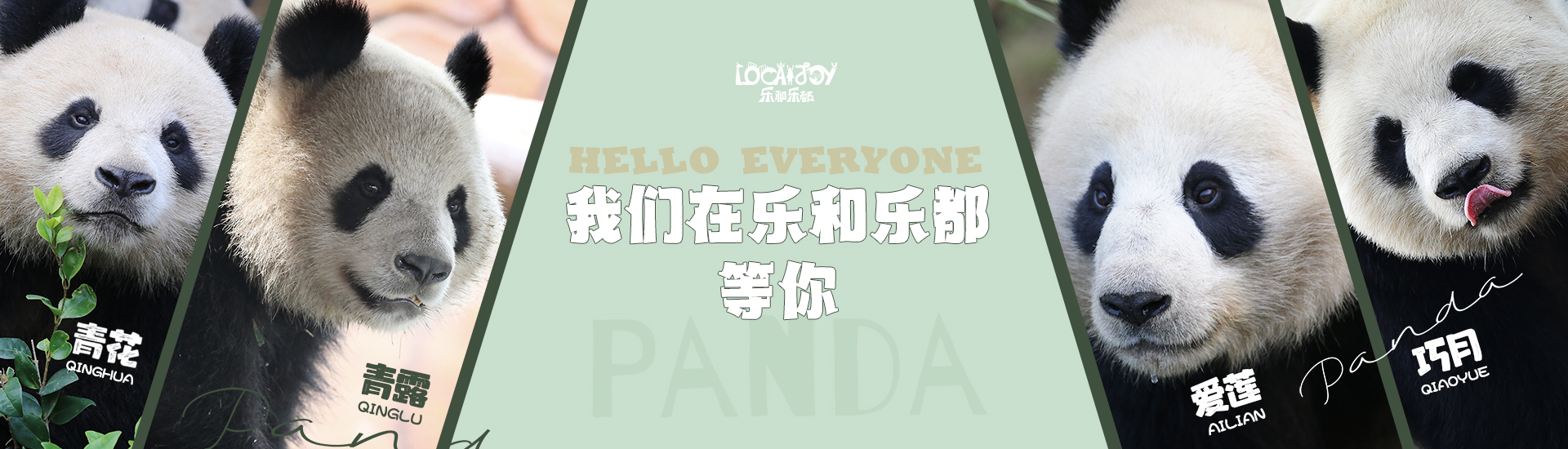 喜迎大熊猫